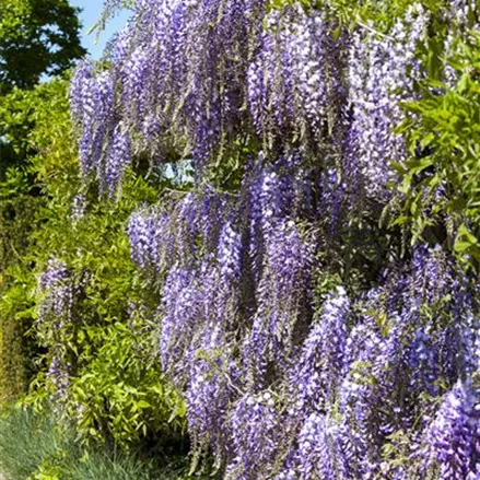 Wisteria floribunda 'Blue Dream'