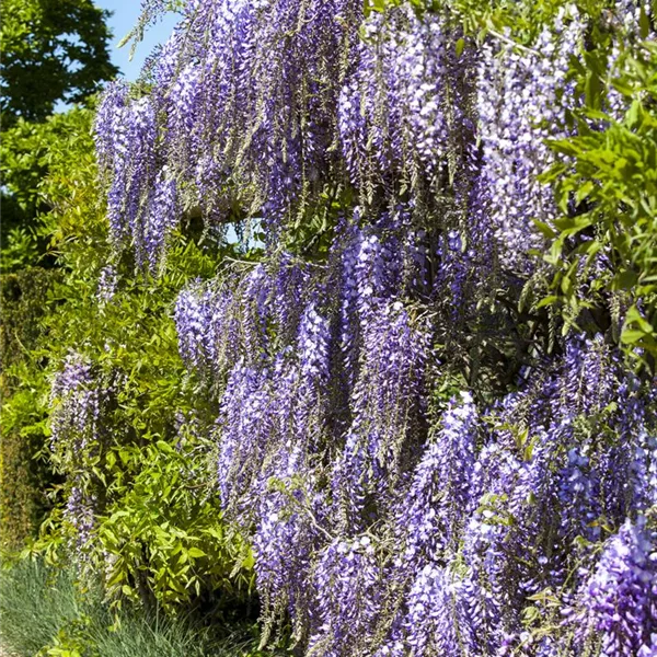 Wisteria floribunda 'Macrobotrys'