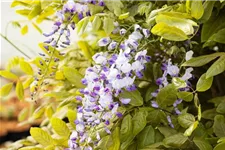 Wisteria floribunda 'Macrobotrys'