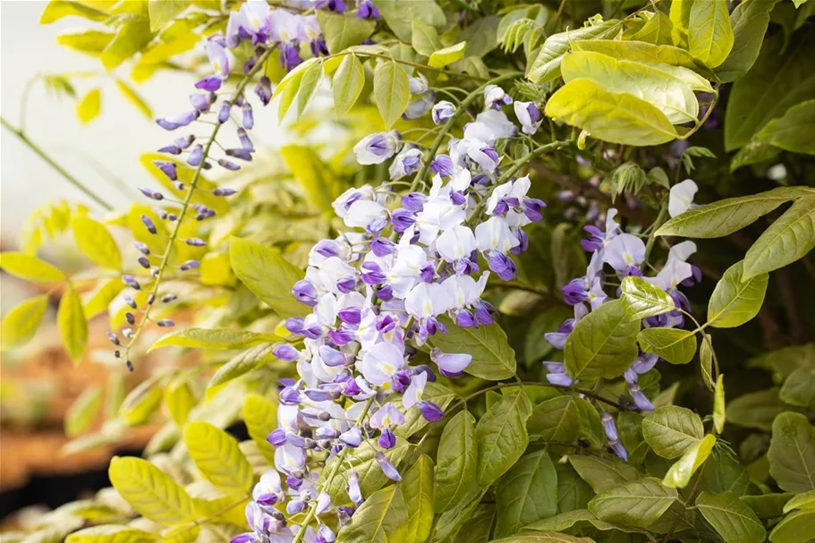 Wisteria floribunda 'Macrobotrys'