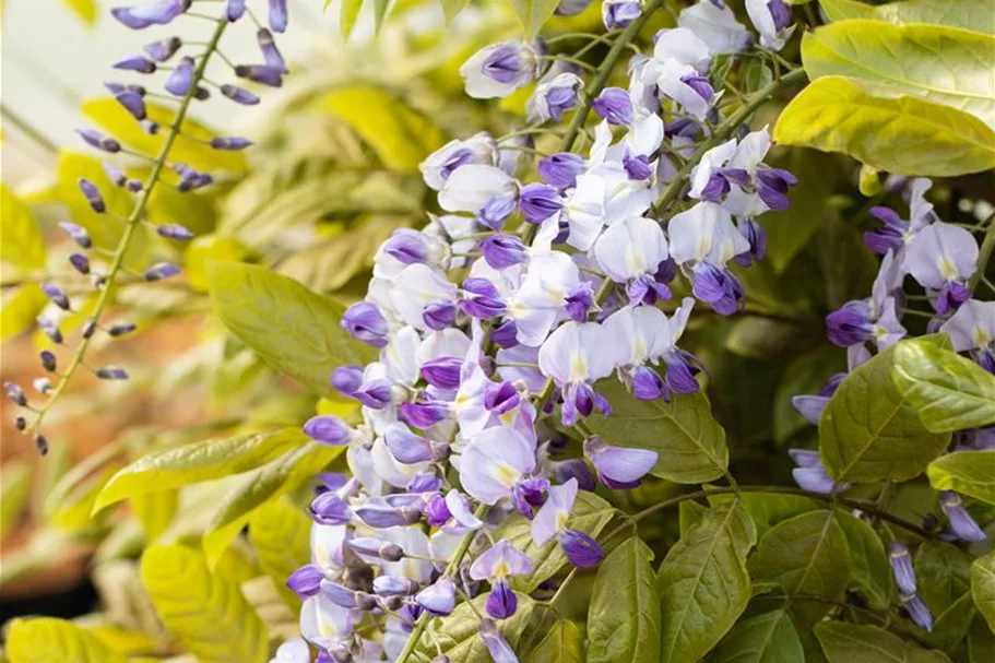 Wisteria floribunda 'Macrobotrys'