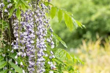 Wisteria floribunda 'Macrobotrys'