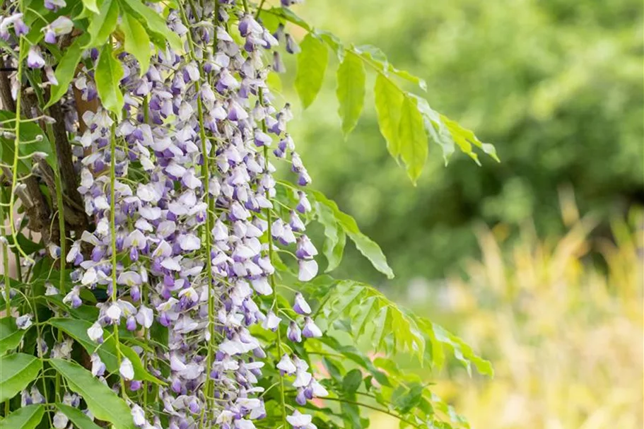 Wisteria floribunda 'Macrobotrys'