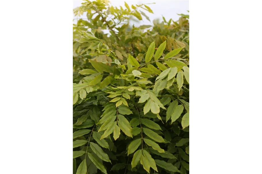 Wisteria floribunda 'Issai' ('Domino') Topfgröße 2 Liter, Höhe 40-60cm