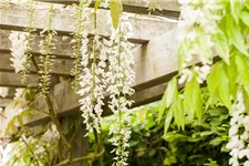 Wisteria floribunda 'Alba' Topfgröße 3 Liter, Höhe 60-100cm