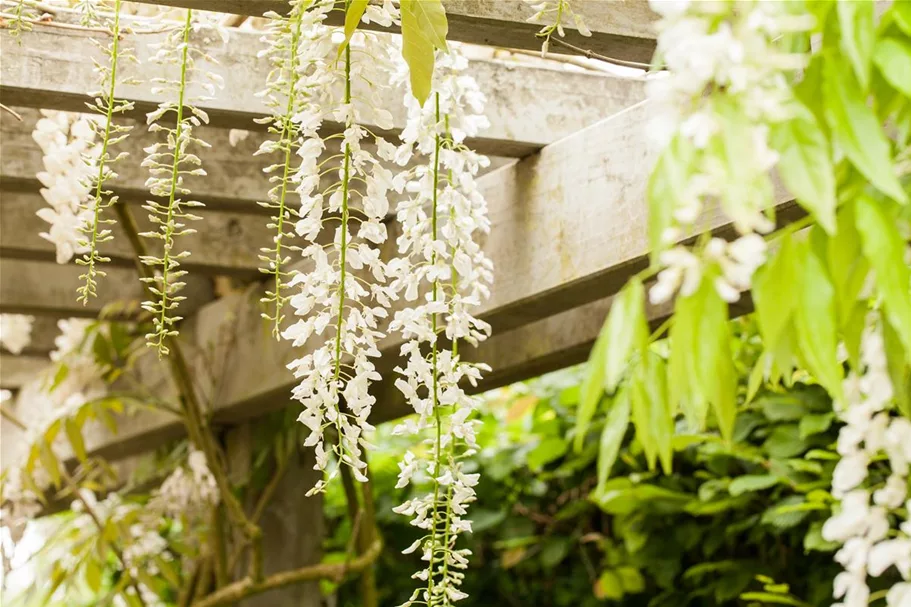 Wisteria floribunda 'Alba' Topfgröße 3 Liter, Höhe 60-100cm