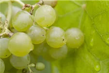 Vitis vinifera 'Romulus' Topfgröße 3 Liter, Höhe 80-100cm