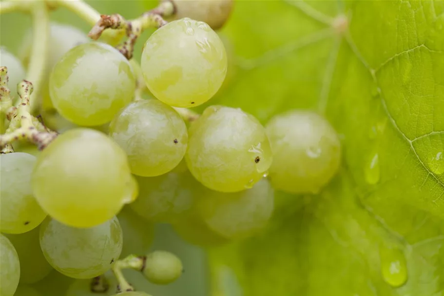 Vitis vinifera 'Romulus' Topfgröße 3 Liter, Höhe 80-100cm