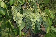 Vitis vinifera 'Romulus' Topfgröße 3 Liter, Höhe 80-100cm