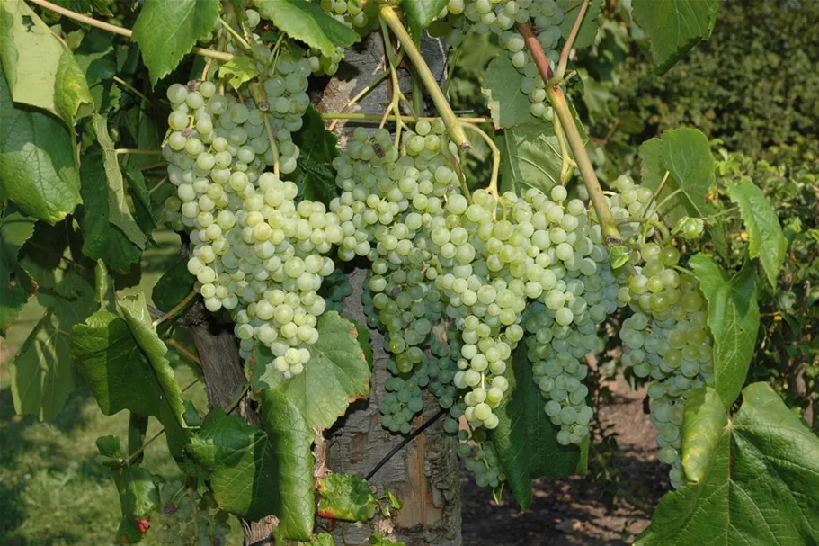 Vitis vinifera 'Romulus' Topfgröße 3 Liter, Höhe 80-100cm