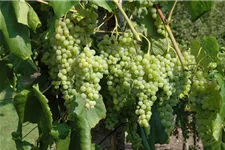 Vitis vinifera 'Romulus' Topfgröße 3 Liter, Höhe 80-100cm