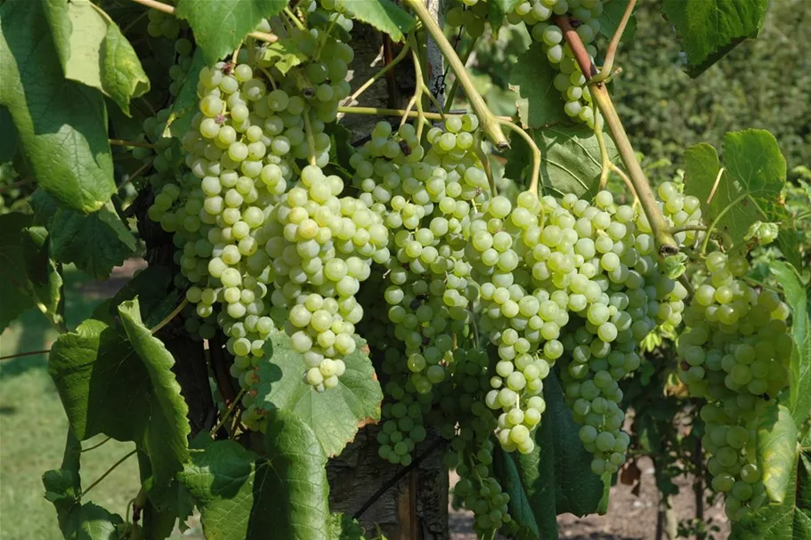 Vitis vinifera 'Romulus' Topfgröße 3 Liter, Höhe 80-100cm