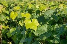 Vitis vinifera 'Romulus' Topfgröße 3 Liter, Höhe 80-100cm