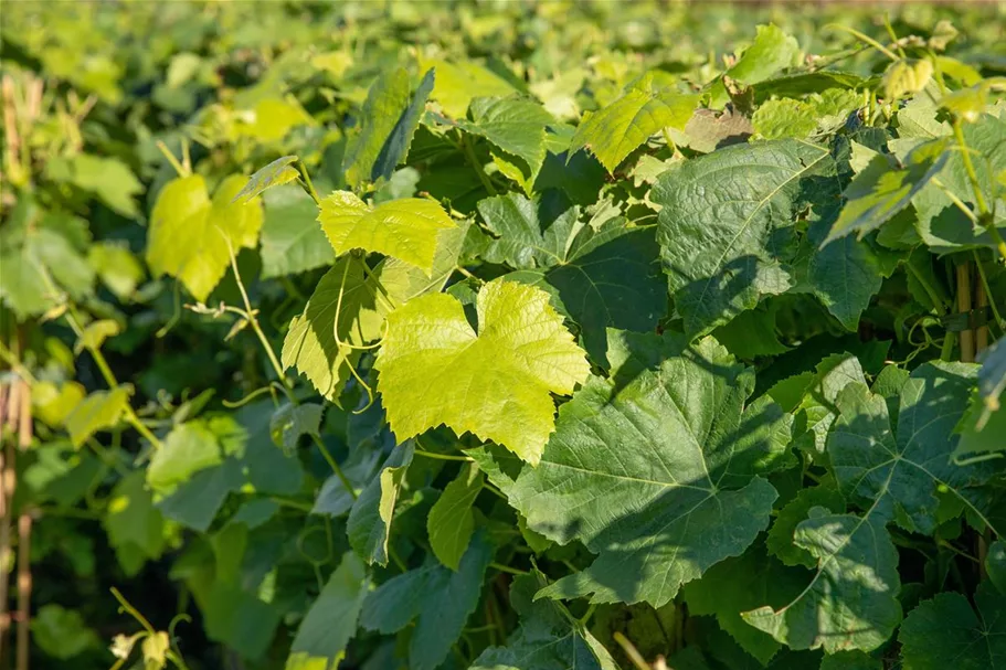 Vitis vinifera 'Romulus' Topfgröße 3 Liter, Höhe 80-100cm