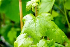 Vitis vinifera 'Romulus' Topfgröße 3 Liter, Höhe 80-100cm