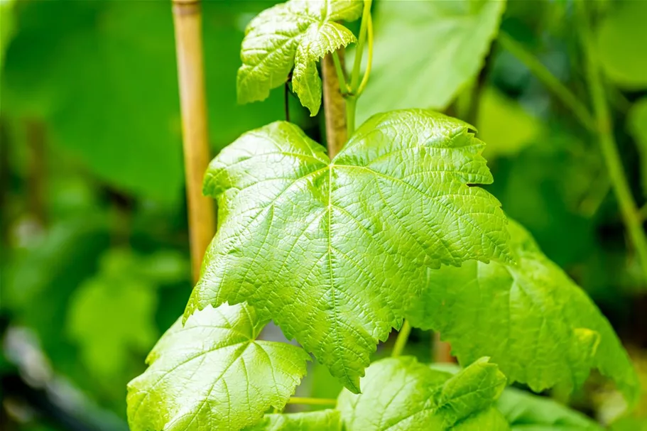 Vitis vinifera 'Romulus' Topfgröße 3 Liter, Höhe 80-100cm