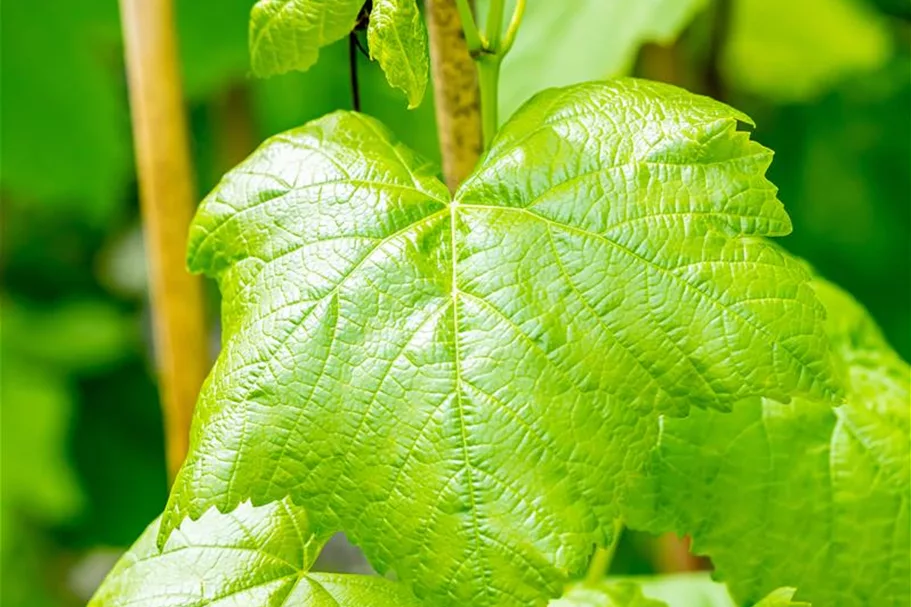 Vitis vinifera 'Romulus' Topfgröße 3 Liter, Höhe 80-100cm