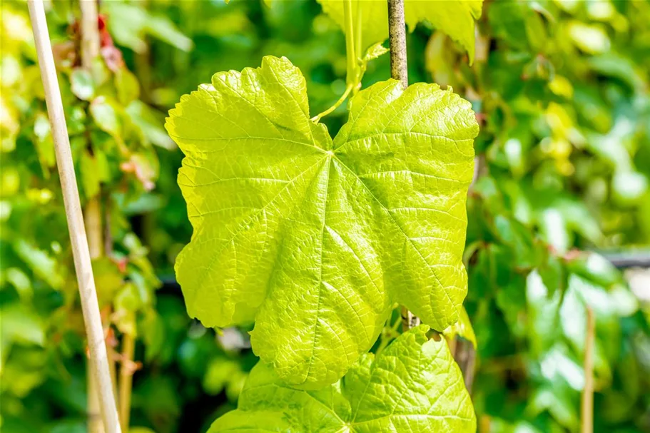 Vitis vinifera 'Romulus' Topfgröße 3 Liter, Höhe 80-100cm