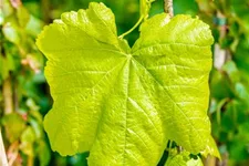 Vitis vinifera 'Romulus' Topfgröße 3 Liter, Höhe 80-100cm