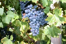 Vitis vinifera 'Nero'(S) Topfgröße 3 Liter, Höhe 80-100cm