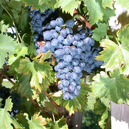 Vitis vinifera 'Nero'(S)