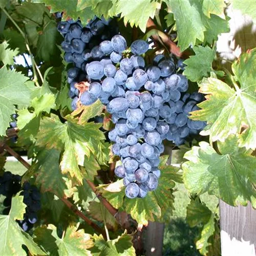 Vitis vinifera 'Nero'(S)