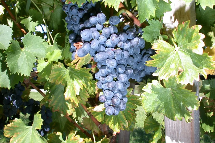 Vitis vinifera 'Nero'(S) Topfgröße 3 Liter, Höhe 80-100cm