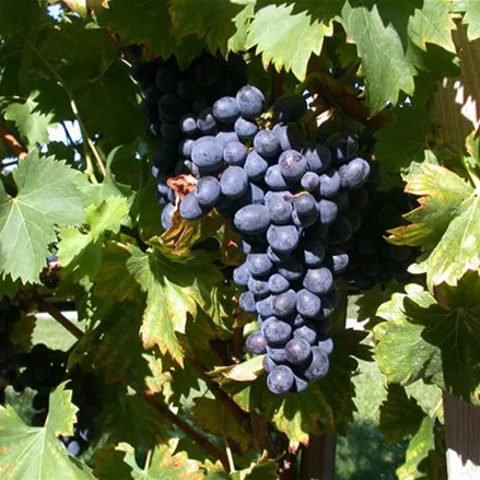 Vitis vinifera 'Attika'