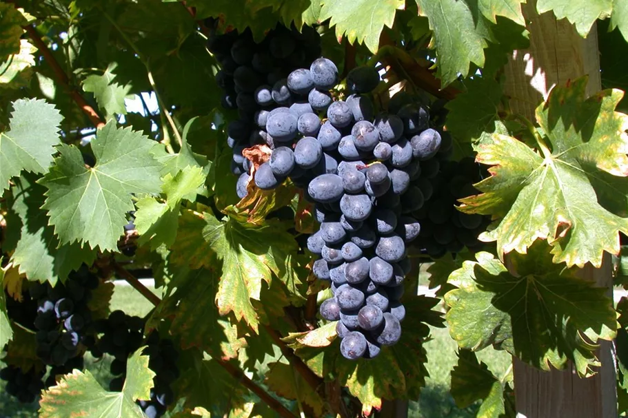 Vitis vinifera 'Nero'(S) Topfgröße 3 Liter, Höhe 80-100cm