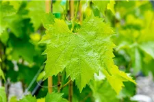 Vitis vinifera 'Muskateller' Topfgröße 3 Liter, Höhe 80-100cm