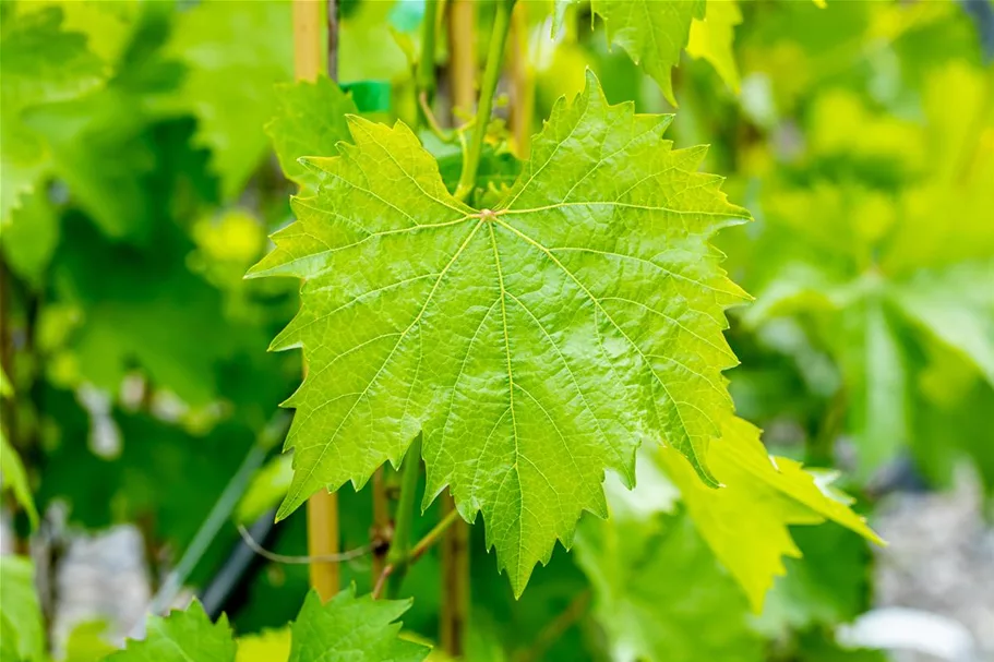 Vitis vinifera 'Muskateller' Topfgröße 3 Liter, Höhe 80-100cm