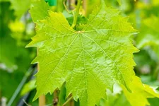 Vitis vinifera 'Muskateller' Topfgröße 3 Liter, Höhe 80-100cm