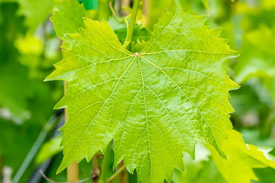 Vitis vinifera 'Muskateller' Topfgröße 3 Liter, Höhe 80-100cm