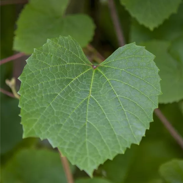 Vitis vinifera 'Amurensis' 