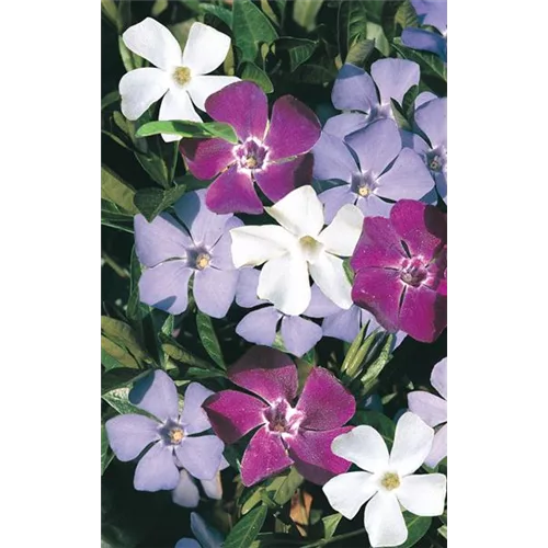 Vinca minor 'Sebastian's Beste'