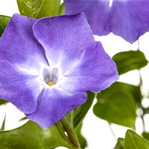 Vinca minor 'Bowles'