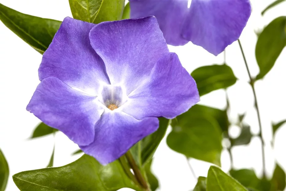 Vinca minor 'Bowles' Topfgröße 2,3 Liter