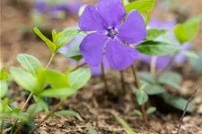 Vinca minor 'Bowles' Topfgröße 2,3 Liter