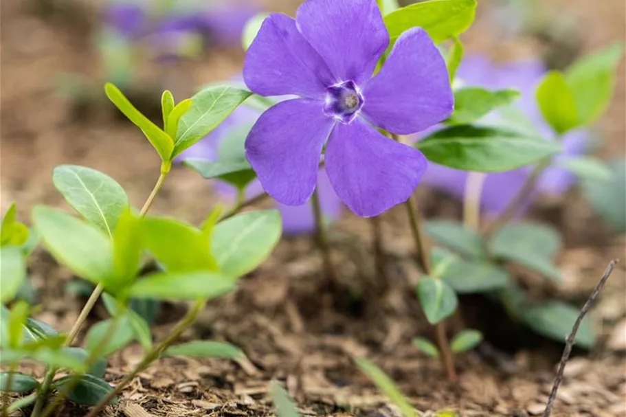 Vinca minor 'Bowles' Topfgröße 2,3 Liter