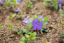 Vinca minor 'Bowles' Topfgröße 2,3 Liter