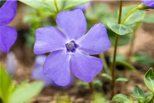 Vinca minor 'Bowles' Topfgröße 2,3 Liter