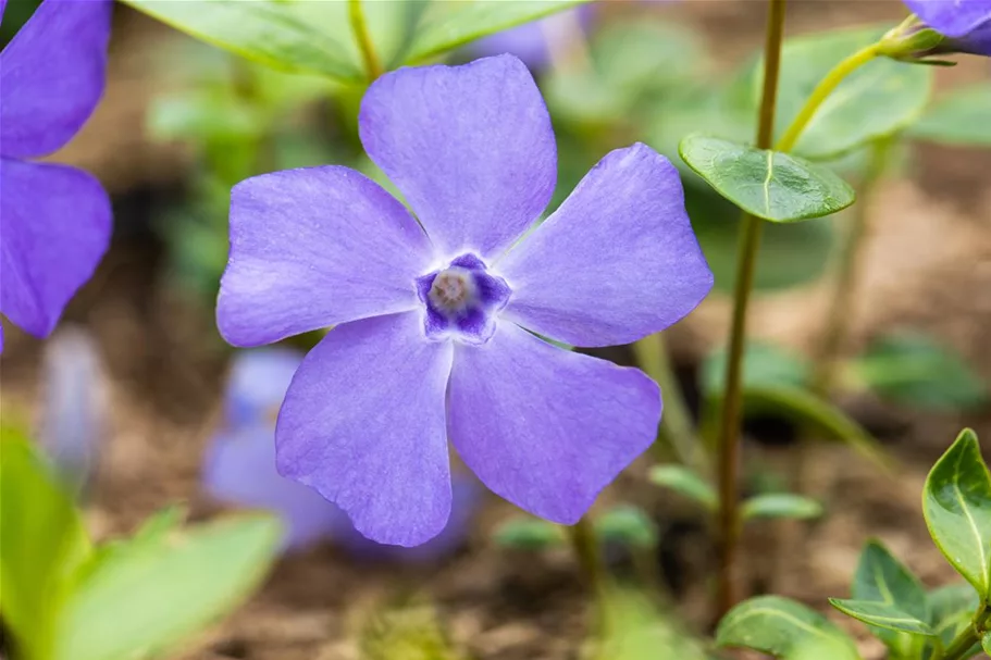 Vinca minor 'Bowles' Topfgröße 2,3 Liter