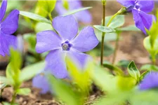 Vinca minor 'Bowles' Topfgröße 2,3 Liter