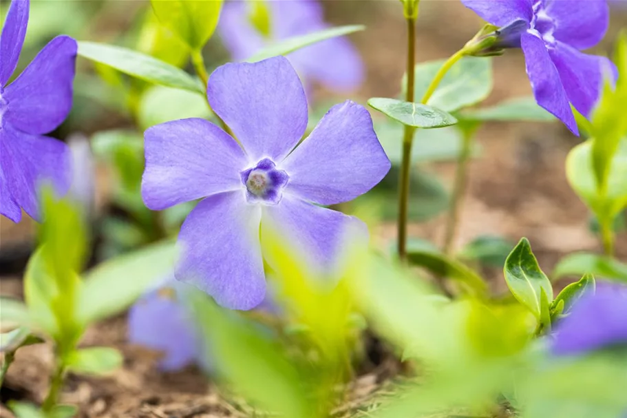 Vinca minor 'Bowles' Topfgröße 2,3 Liter