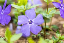 Vinca minor 'Bowles' Topfgröße 2,3 Liter