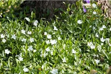 Vinca minor 'Alba' Topfgröße 2,3 Liter