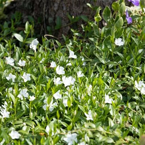 Vinca minor 'Alba'