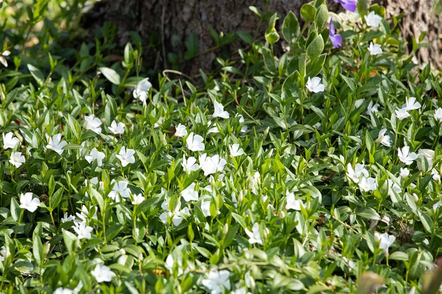 Vinca minor 'Alba' Topfgröße 2,3 Liter