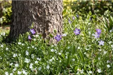 Vinca minor 'Alba' Topfgröße 2,3 Liter