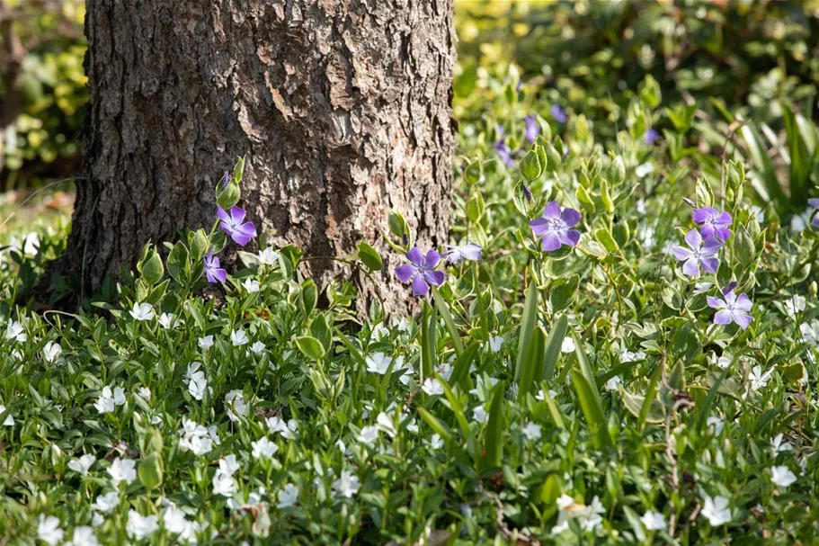 Vinca minor 'Alba' Topfgröße 2,3 Liter